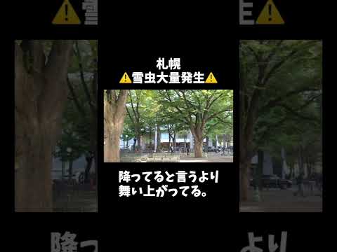 雪虫大量発生！（札幌・大通公園） #shorts #札幌 #雪虫