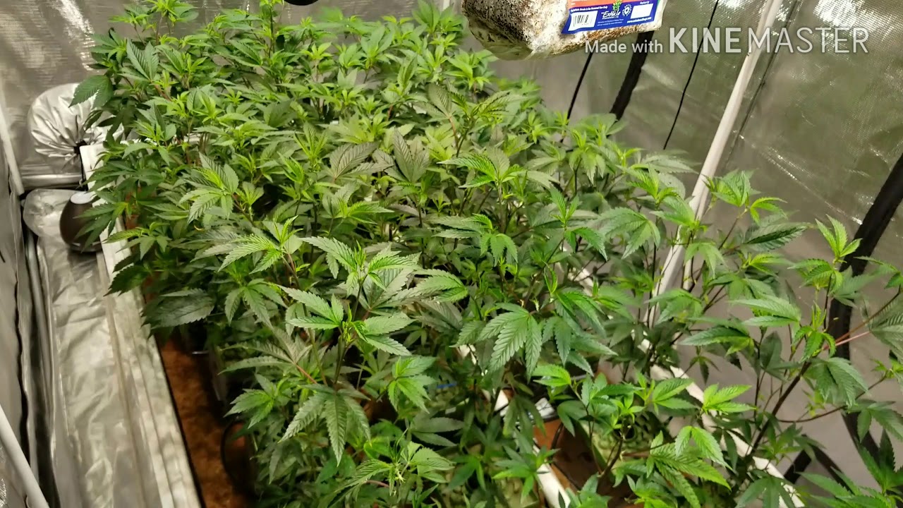 GG4 & BTY OG - Week 3