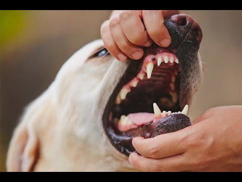فيديو: كيف يمكن أن تؤثر الأسنان الفاسدة على صحة كلبك