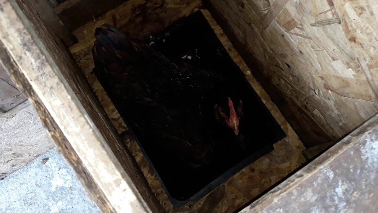 Nido Per Galline Ovaiole Fai Da Te Nido automatico "fai da te" per galline ovaiole per interno - YouTube