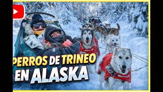 Dog sledding//Mushing - Fairbanks Alaska - Paseo de trineo con perros en Alaska!