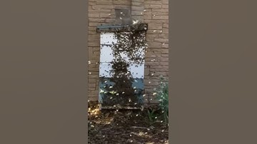 We caught a swarm of honey bees in our empty hive!