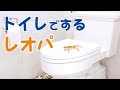 【レオパベビー】ちゃんとトイレでうんちができるレオパ -Toilet a Leopard Gecko-