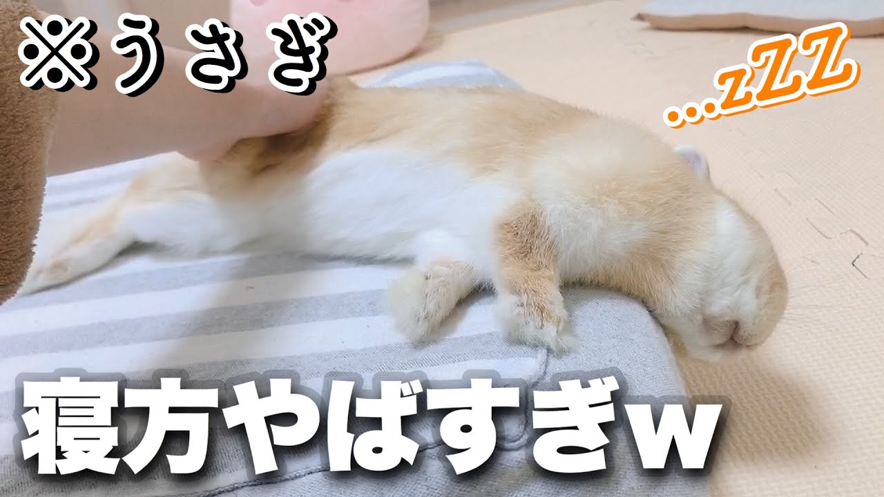 我が家のうさぎさんの寝方がやばすぎるwww Youtube