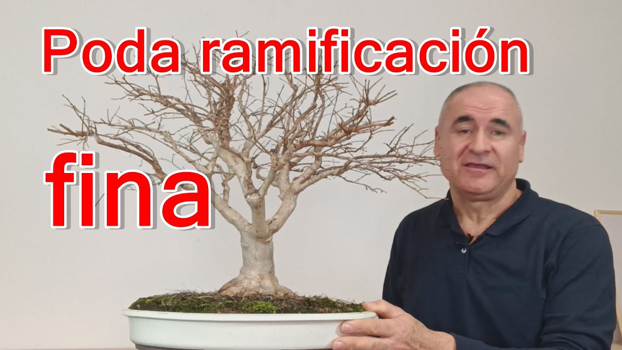 Poda ramificación fina,  Lagerstroemia índica.