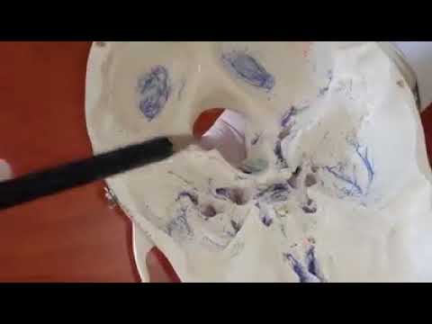 ქალას ფუძე შიგნიდან 1