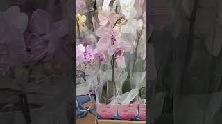 Orquídeas Rejeitadas!