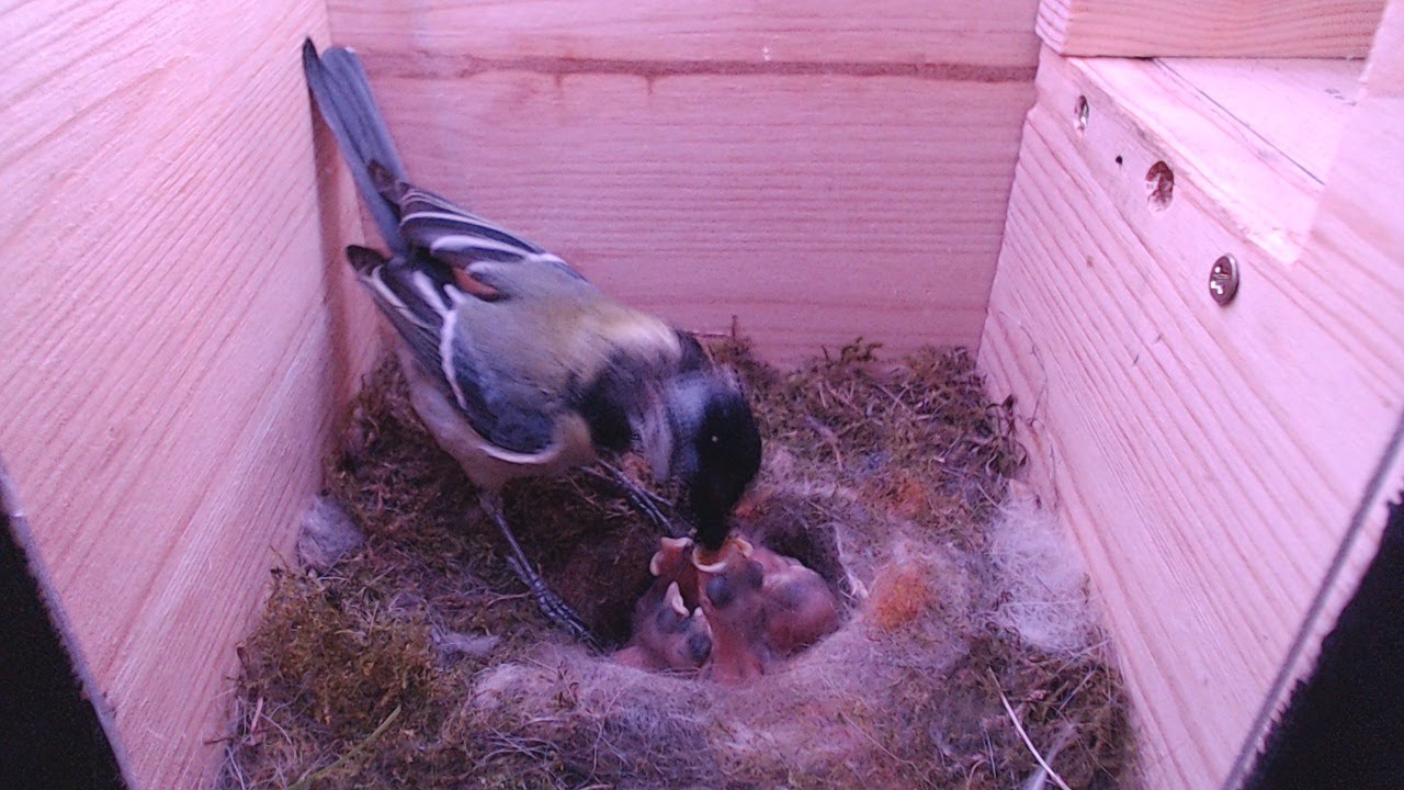 6. Tag 1080p Kohlmeise im Nistkasten auf dem Balkon YouTube