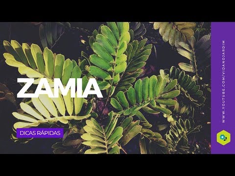 Vídeo: Zamia (23 Fotos): Descrição De Furfuracea E Zamia Rough, Home Care. Diferença De Zamioculcas