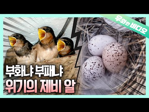 부화 예정일에 포란 포기?! 과연 아기 제비는 무사히 태어날 수 있을까?┃Giving Up on Hatching on the Expected Date?