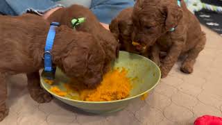 Dark Red Poodle Puppies eating their first meal! It's so cute! They love to eat out of our hands! by Above Standard Poodles 335 views 5 months ago 6 minutes, 27 seconds