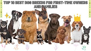 Top 10 best dog breeds for first-time owners and families