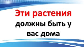 Эти растения помогут привлечь деньги и благосостояние в Ваш дом