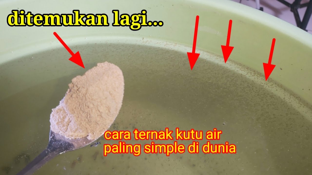 lagi‼ ditemukan cara ternak kutu air paling simple dan efektif...