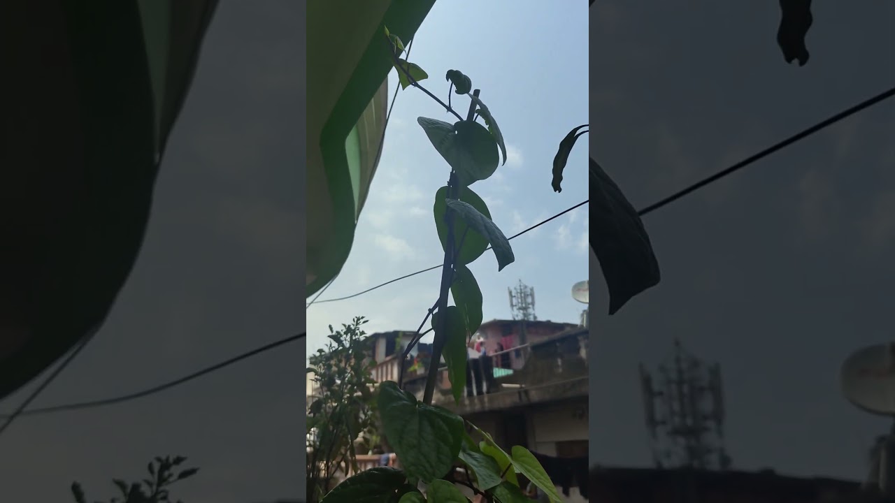 #song #sukhhartadukhharta #cover #ganeshchaturthiandbalgangadhartilak #love