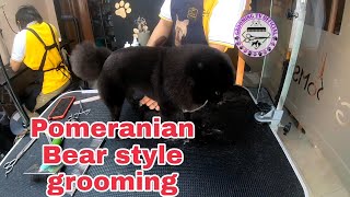Bear Cut Pomeranian @madelaine @MagicPets by Ariel Rivera 321 views 2 years ago 7 minutes, 52 seconds