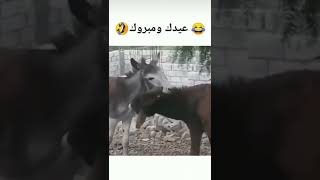 عيدك مبروك 😂🤣😅