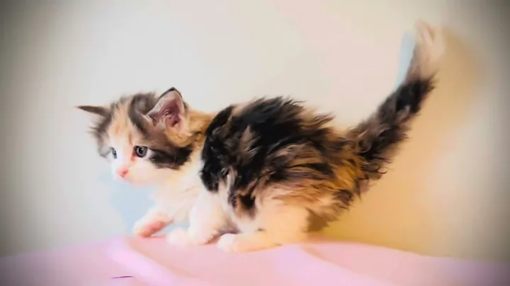 Video 8304891: mainecooncat mainecoons cat, mainecoon calico, maine coon kitty, blue mainecoon, female maine coon, cat cream, cat shaded