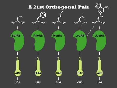 Unnatural Amino Acids