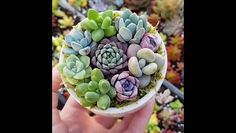 Beautiful succulents arrangement in designer pot #succulentarrangement #succulentplants#shorts - DayDayNews