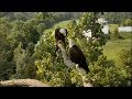 Decorah Eagles- Mom And Decorah Male On The Y Branch