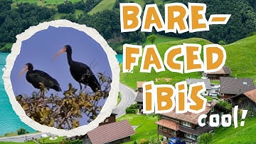 🦩 Bare-faced Ibis: The Striking Bird of South America | Amazing Planet 🌎