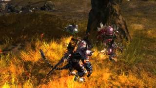 GW2 Glitch (when NPC and Tree combine!)