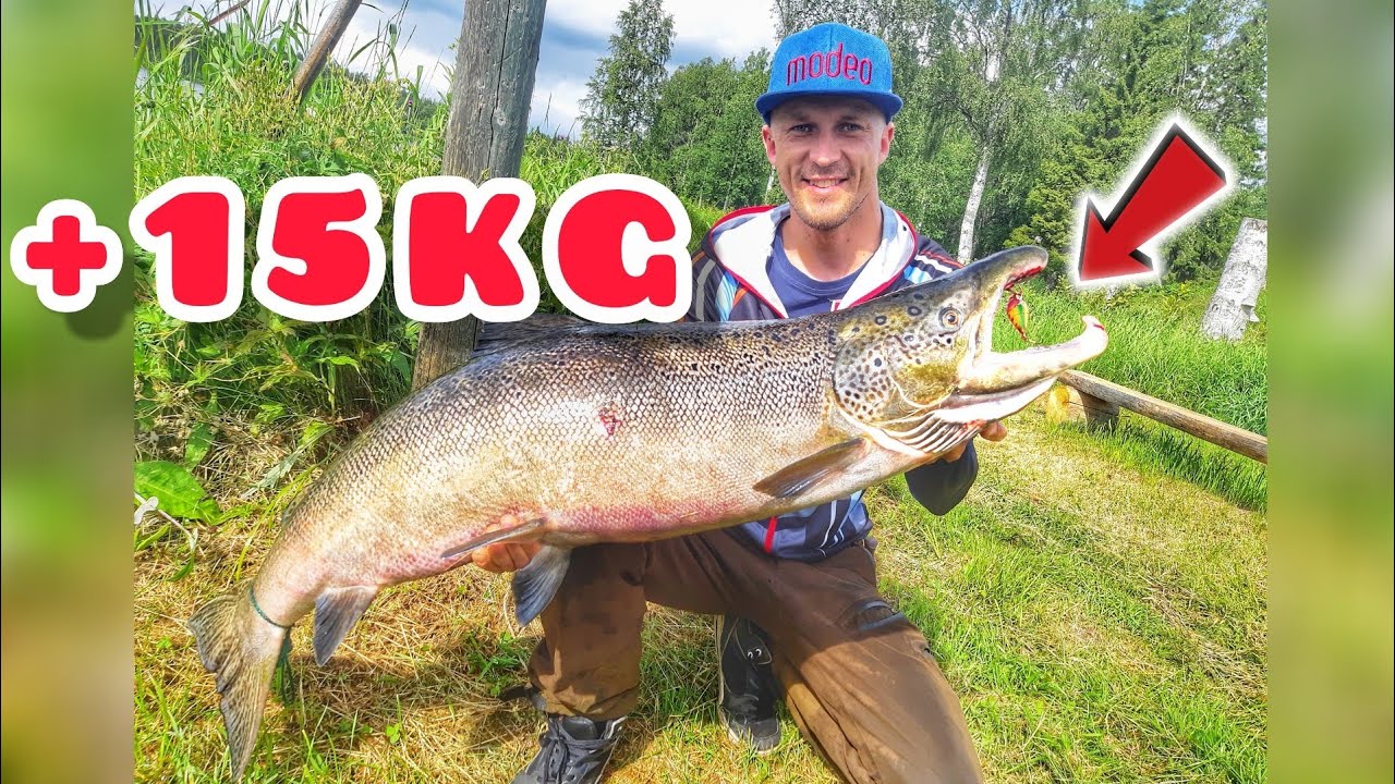 Valtava kojamo!! - Lohensoutua Muonionjoella