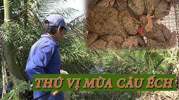 THÚ VỊ SĂN ẾCH ĐỒNG MÙA NƯỚC NỔI | HAI LÚA TV