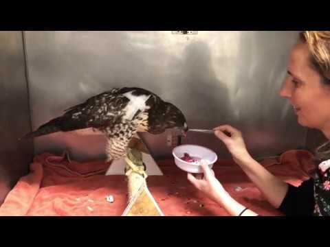 Emaciated Red Tailed Hawks At Wildcare Wildcare