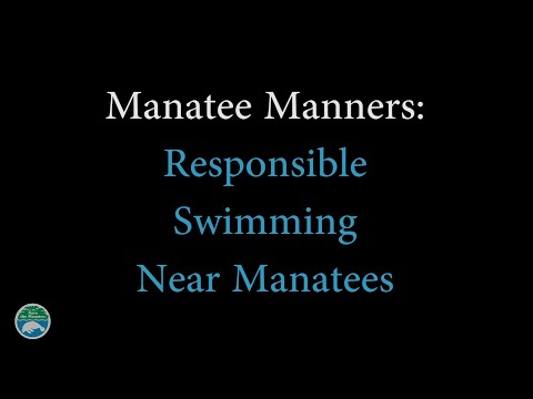 Manatee Manners: Responsible Swimming Near Manatees