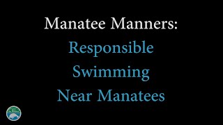 Manatee Manners: How to Safely Swim near Manatees