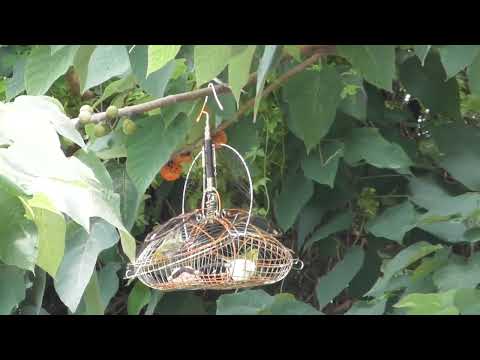 Video Bẫy khuyên-Khai lụp mới cùng chim mồi mới và những... - youtube