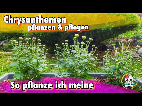 Video: Winterpflege Für Chrysanthemen Im Topf