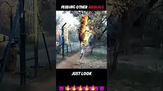 This Is Why The Lion Is King 👑#trending #wildlife #animals #youtubeshorts #viral #shorts #trend