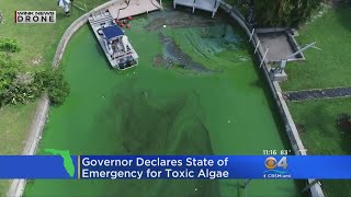Gov. Scott Declares State Of Emergency Due To Devastating Red Tide Algae Bloom