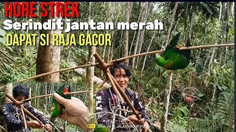 mikat serindit strek jantan leher merah delima//serindit paling top dan di incar selalu_tergugur