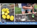 How Plant  Melon on Trellis