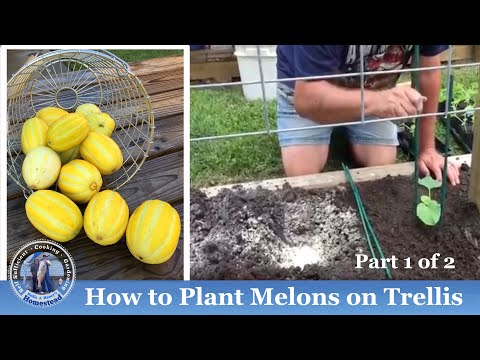 Video: Hoe kweek je meloen op een latwerk?