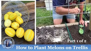 How Plant  Melon on Trellis