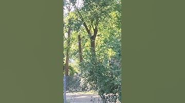 those cicadas are back