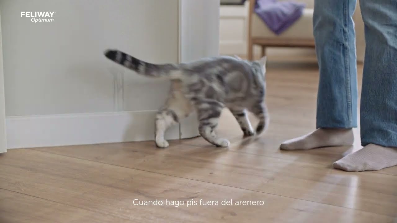 Feromonas para ayudar en la convivencia con gatos FELIWAY OPTIMUN - Pets  Planet