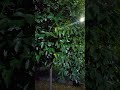 Nature sound #rain #relax #rainsounds #shorts