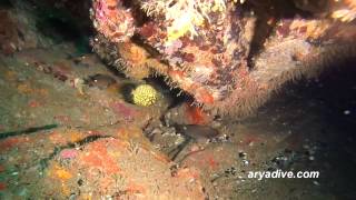 철갑둥어(Monocentris japonica)~ Pinecone fish, Knight fish