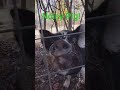 Sorry! I don't speak pig!