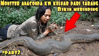 SKIL TANGAN DEWA TAKLUKAN ANACONDA KW