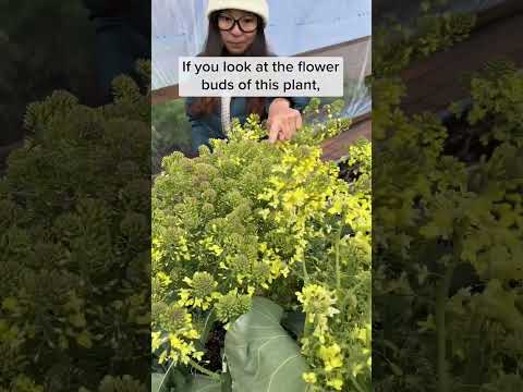 Video: Je brokolice květina?
