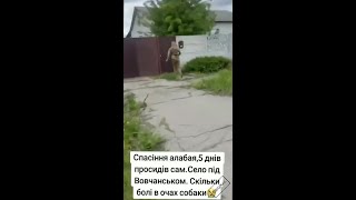 Волонтёры спасли алабая под Волчанском после 5 дней в клетке без еды и воды. Глаза собаки выражаю...