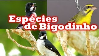 Todas Especies de Bigodinho ( Estrelinha ) screenshot 5