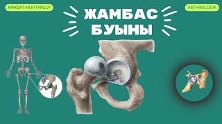 Жамбас буыны|Анатомиясы|Қызметі